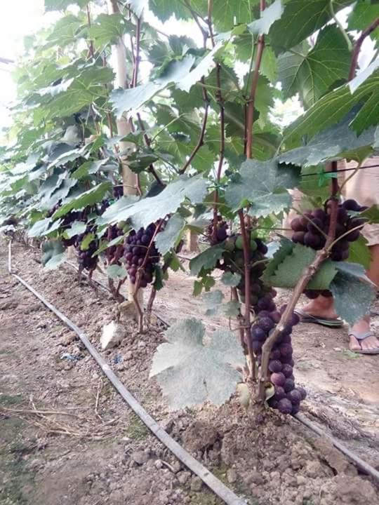Hotel Shwe Nann Htike Pyin Oo Lwin Εξωτερικό φωτογραφία